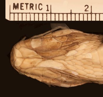 Media type: image;   Herpetology R-902